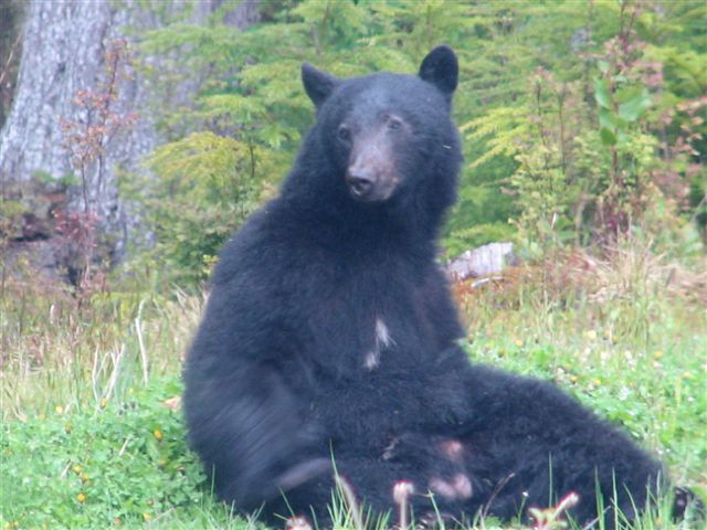 Killer Black Bear waiting for Slim Babkirk Expeditionary Force