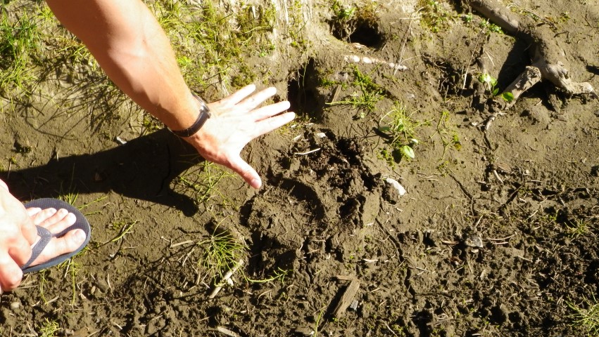 Truax grizzly footprint