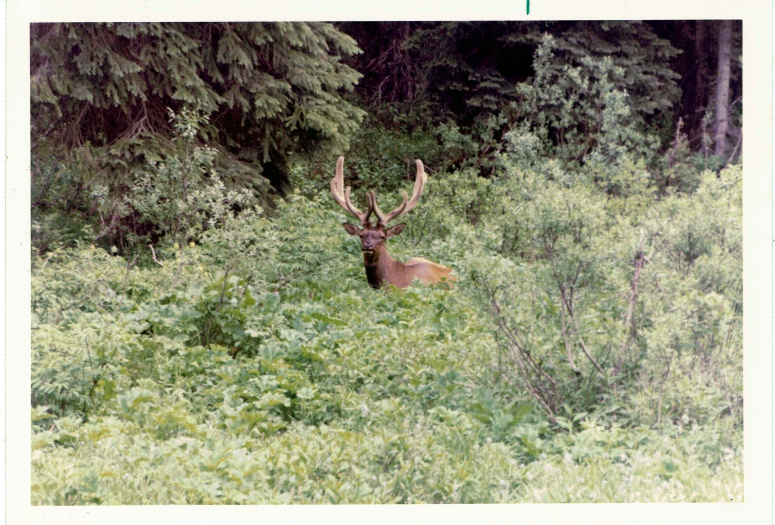 Bull elk_000242 (Large).jpg
